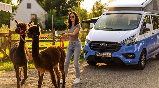 A girl holding two alpacas and has a blue Ford Nugget campervan behind her