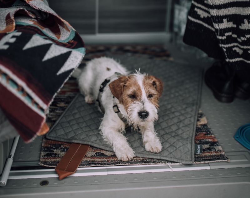 i 10 migliori camping pet friendly in Italia